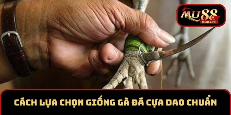 Cách lựa chọn giống gà đá cựa dao cực chuẩn cho sư kê