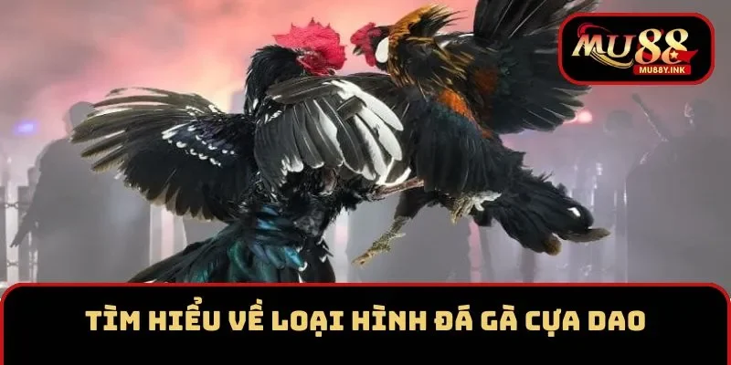 Tìm hiểu về loại hình đá cựa dao tại MU88