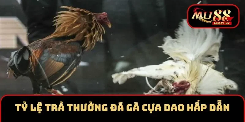 Tỷ lệ trả thưởng của đá gà cựa dao tại MU88 hấp dẫn