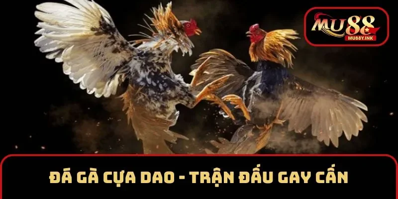 Đá Gà Cựa Dao MU88 - Mãn Nhãn Với Các Trận Đấu Gay Cấn