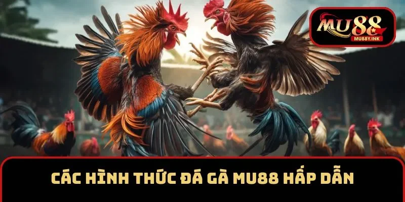Các hình thức đá gà tại MU88 hấp dẫn