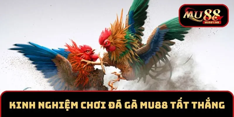 Kinh nghiệm chơi đá gà tại MU88 giúp tất thắng