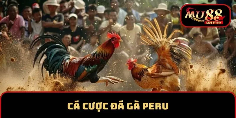 Cá cược đá gà Peru tại MU88 hấp dẫn
