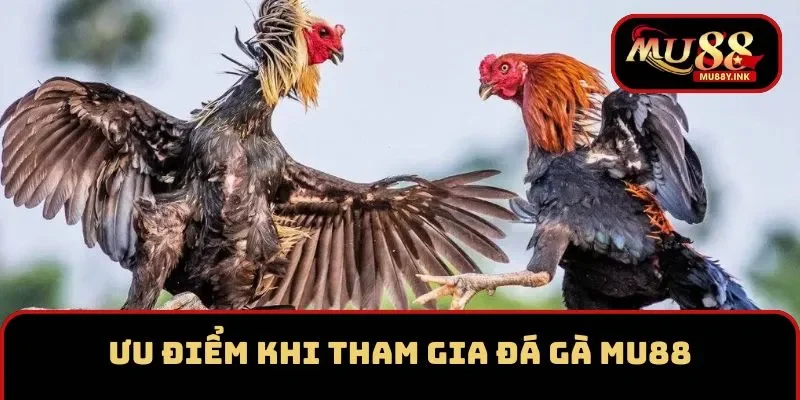 Ưu điểm nổi bật của sảnh đá gà MU88